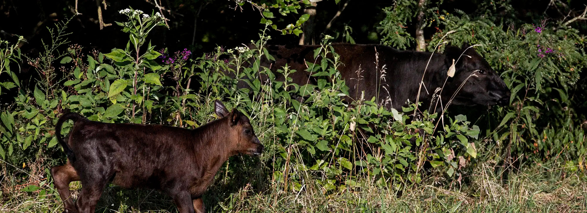 Grass-fed cow and calf in a natural, brush-lined pasture in Kentucky, reflecting humane and sustainable farming at Our Home Place Meat.