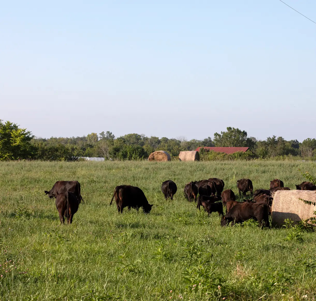 Black Angus calves and cows grazing on lush Kentucky pasture at Our Home Place Meat, producers of grass-fed Rose Veal.