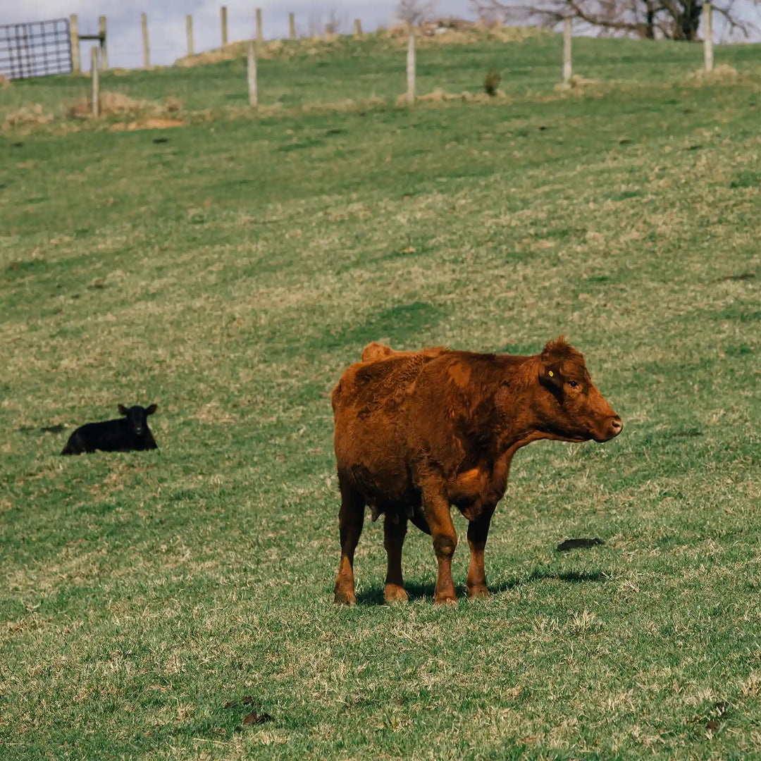 Partnering To Provide Local Beef to Families in Need