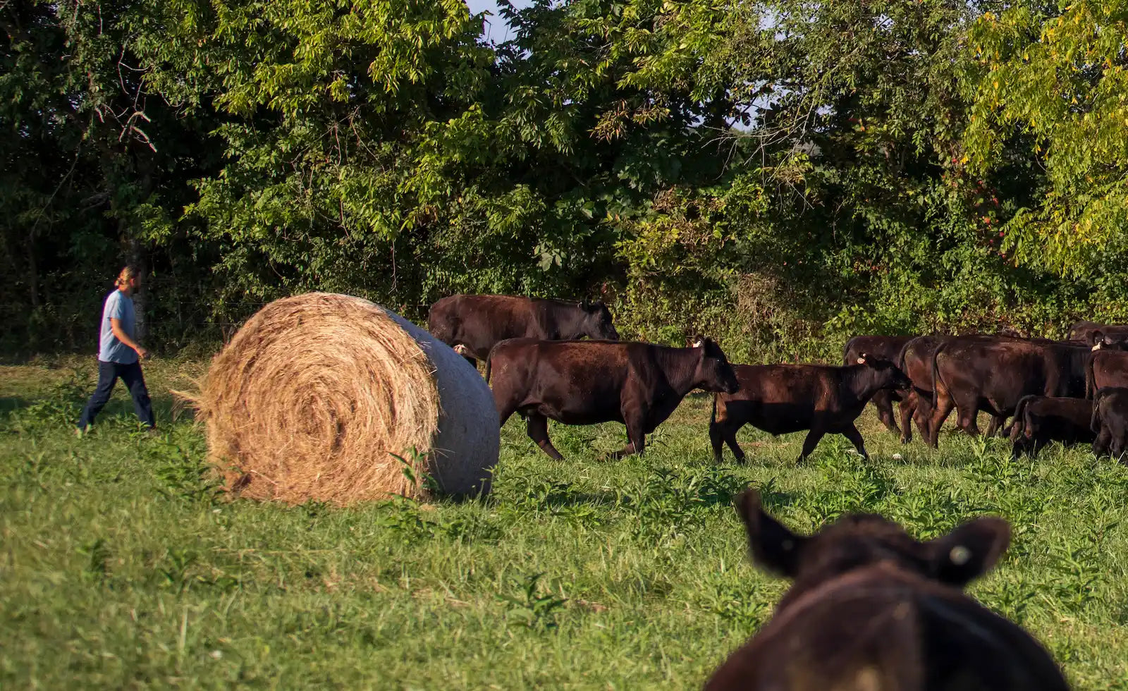 Local Beef Matters When Animal Health Issues Arise