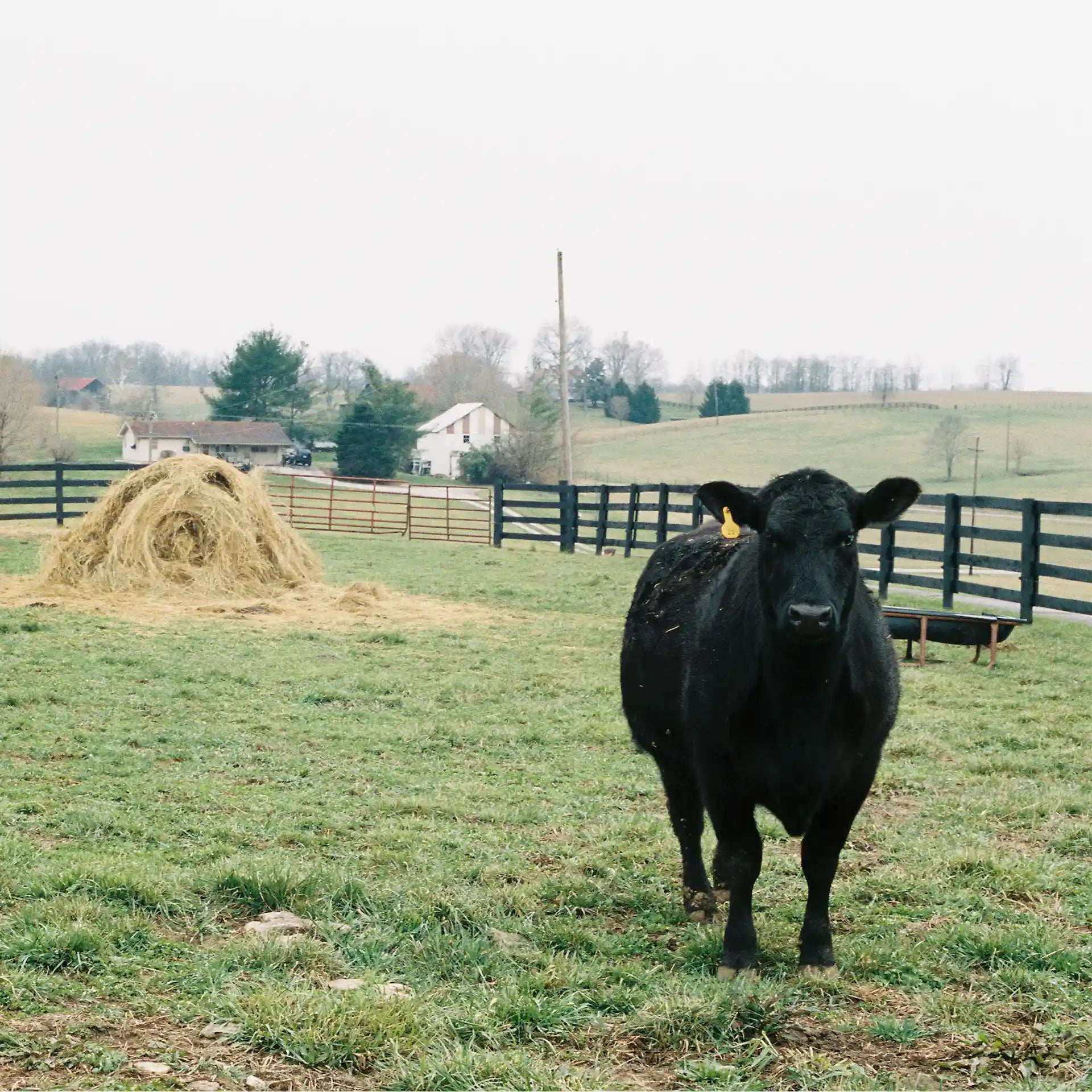 Black Angus-type beef cow standing in a grassy pasture near a hay pile on a Kentucky regenerative cattle farm, part of Berry Beef used for Our Home Place Meat’s pasture-raised filet mignon.